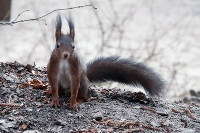 Close-up of squirrel on field