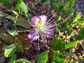 Close-up of purple flowering plant