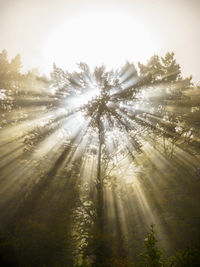 Sunlight streaming through trees in forest against sky