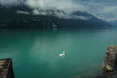 Seagull swimming in lake against cloudy sky