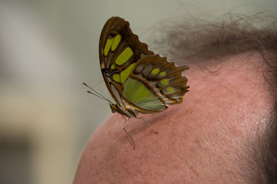 Close-up of butterfly on human head