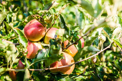 Close-up of fruits growing on tree