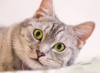 Close-up of cat