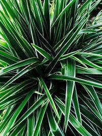 Full frame shot of palm tree