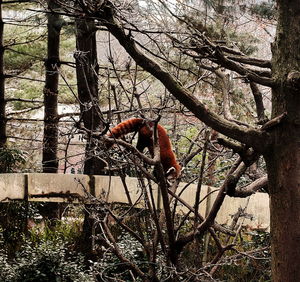 View of bird perching on tree