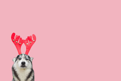 Portrait of a dog against red background