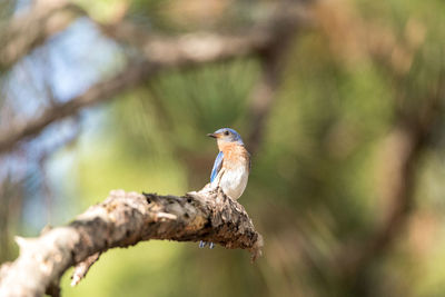Fledgling female eastern bluebird sialia sialis perches on the trunk of a tree in naples, florida