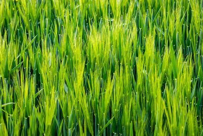 Full frame shot of corn field