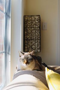 Portrait of cat on window at home