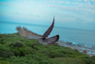 Bird flying over sea