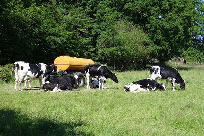 Cows grazing in a field