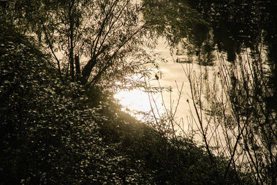 Reflection of trees in lake
