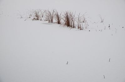 Flock of birds on snow covered field