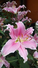 Close-up of pink day lily blooming outdoors