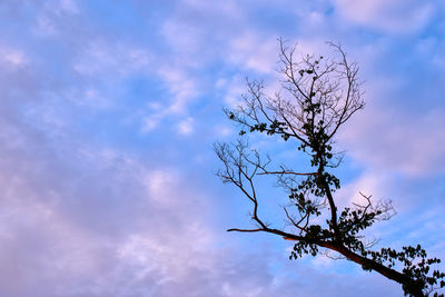 Low angle view of silhouette flowering plant against blue sky