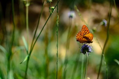 Butterfly on flower