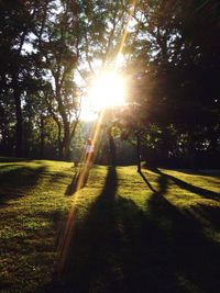 Sun shining through trees