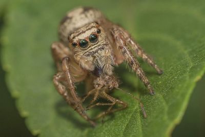 Close-up of insect on leaf