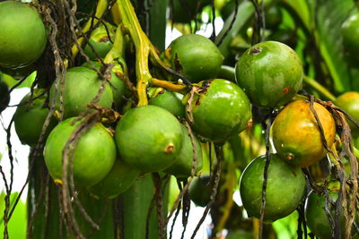 Close-up of fruits growing on tree