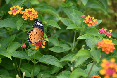 Butterfly pollinating on flower