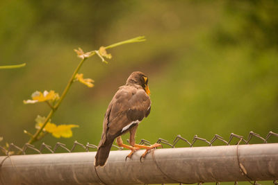 Close-up of birds perching on railing