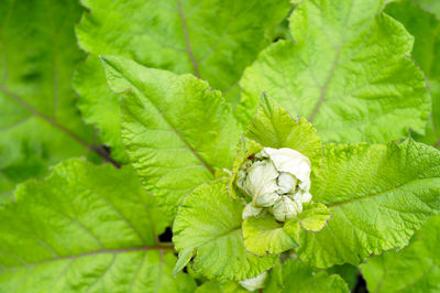 Close-up of insect on plant