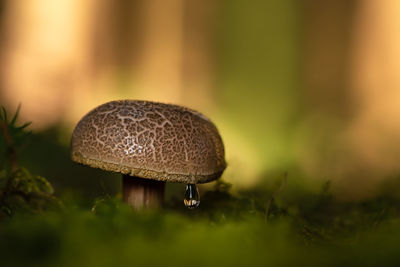 Close-up of mushroom on field