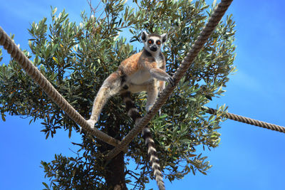 Low angle view of a monkey sitting on tree