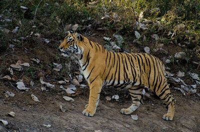 Side view of tiger standing on field 