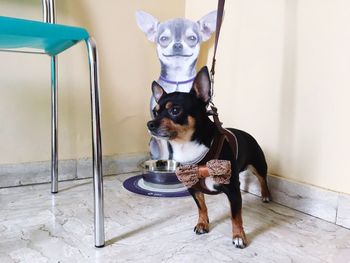 Portrait of dog looking at camera at home