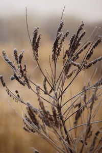 Close-up of dried plant on field