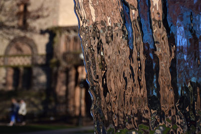 Close-up of tree trunk