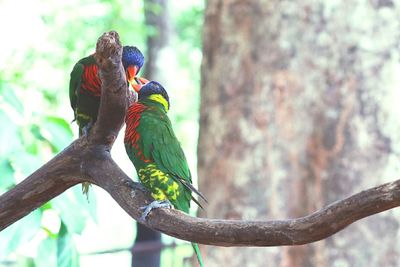 Close-up of parrot perching on tree