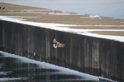 Birds flying over lake during winter