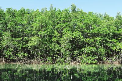 Scenic view of lake in forest against sky