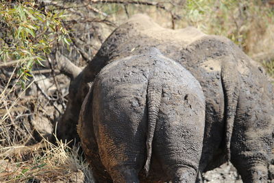 Close-up of elephant