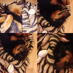animal themes