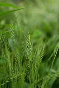 Close-up of plants growing on field