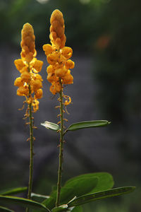 Close-up of yellow flowering plant