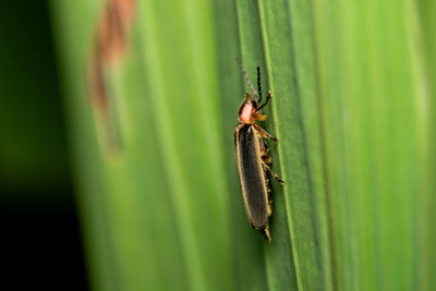 Close-up of insect on leaf