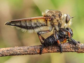 Close-up of insect on twig