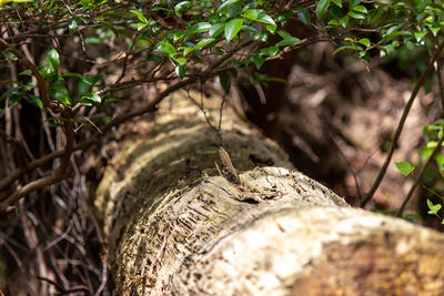 Close-up of tree trunk in forest