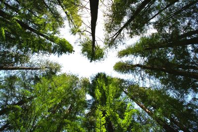 Low angle view of trees against clear sky