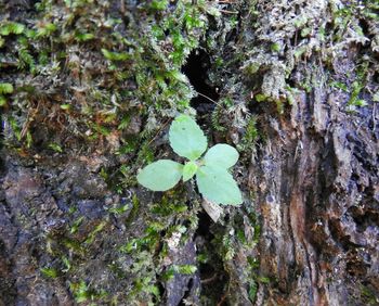 Close-up of plant growing in water