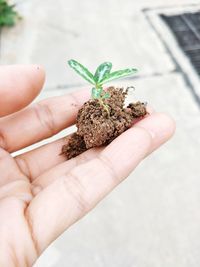 Cropped hand holding seedling