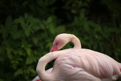 Close-up of a bird