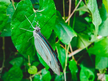 Close-up of butterfly on leaf