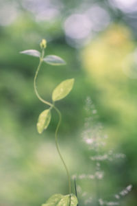 Close-up of plant growing outdoors