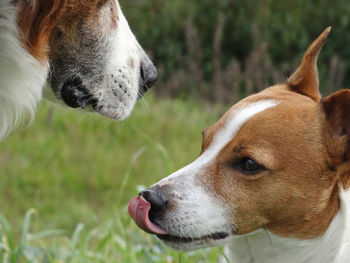 Close-up of dog