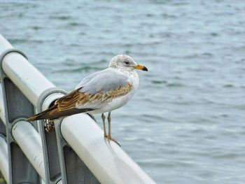 Close-up of seagull perching on railing